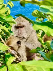 Bali (Indonesië)